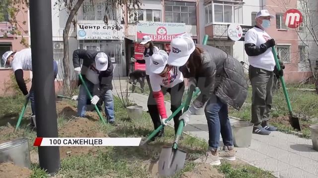 100 деревьев посадили в честь 100-летия установления дипломатических отношений смотреть онлайн