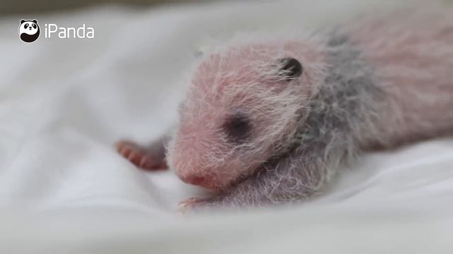 New Born Baby Panda In Chimelong Safari Park In Guangzhou | iPanda смотреть онлайн