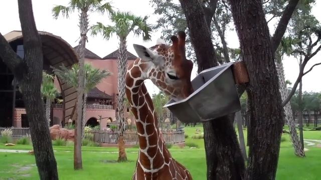Wanyama Safari Sunset Savanna Close Giraffe Encounter.mp4 смотреть онлайн