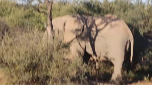 Elefanten beim Futtern auf der Okambara Elephant Lodge смотреть онлайн