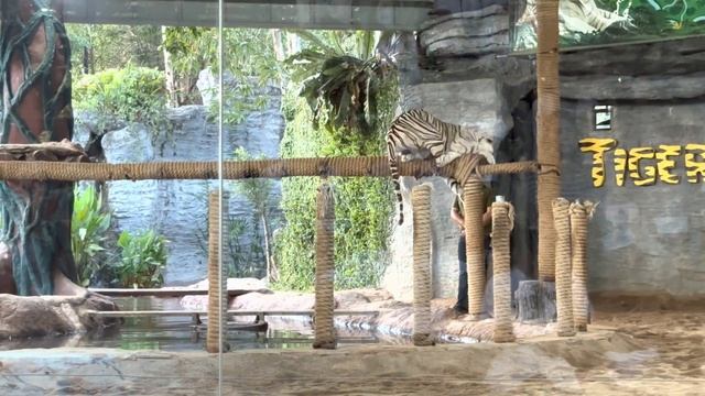 Visit Chiang Mai Night Safari | Chiang Mai Travel 2023 - Thailand Travel 2023 смотреть онлайн