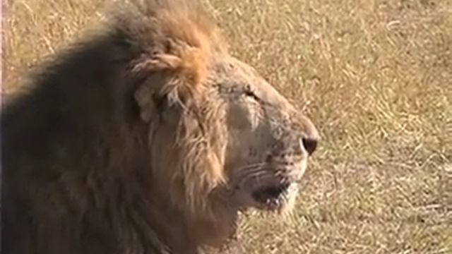 Sentrim Maasai Mara смотреть онлайн
