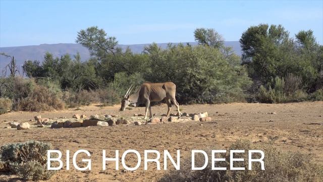 African Safari! Inverdoorn смотреть онлайн