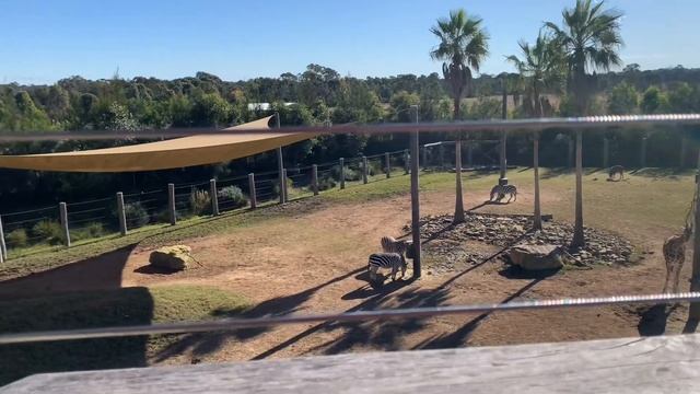 Sydney Zoo Family Day смотреть онлайн
