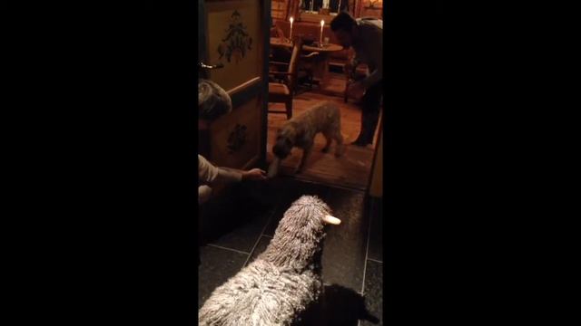 "Banjo" The Brave Sheep Dog.... смотреть онлайн
