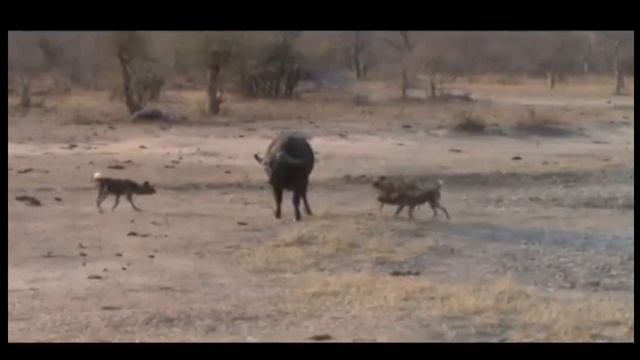 Top 10 Wild Dogs Attack | Teamwork At Its Best смотреть онлайн