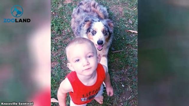 Brave Dog Jumps Between Baby And A Venomous Copperhead, Gets Bitten