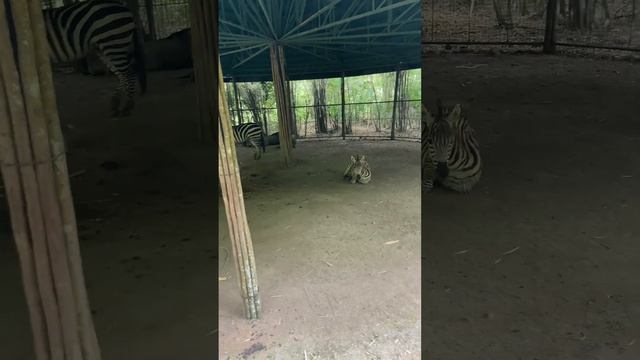 CEBU SAFARI & ADVENTURE PARK ODYSSEY 2023 | Walk Thru Mode смотреть онлайн
