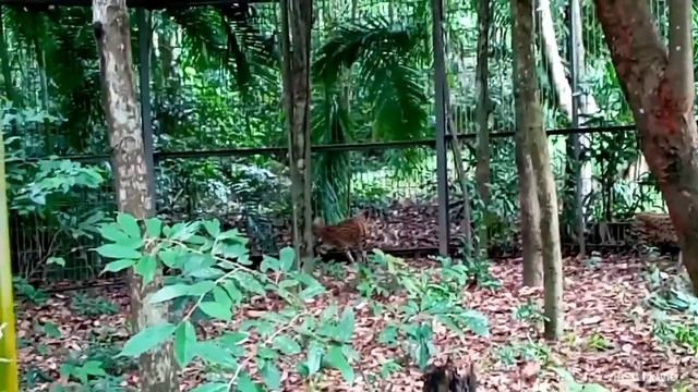 Gặp Hổ ở Vinpearl Safari Phú Quốc chào Nhâm Dần , Tigers and wild animals at Vinpearl Phu Quoc смотреть онлайн