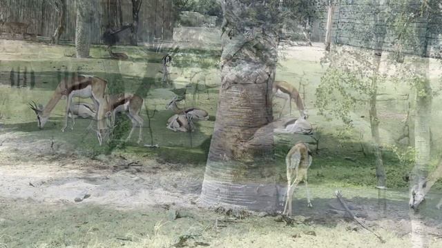 Exploring Dubai Safari Park #safariadventure #dubaisafaripark #animallover смотреть онлайн