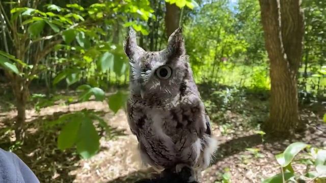 Home Safari – Oakley Screech Owl – Cincinnati Zoo смотреть онлайн