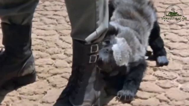 This Is Why Honey Badgers Are Immortal! смотреть онлайн