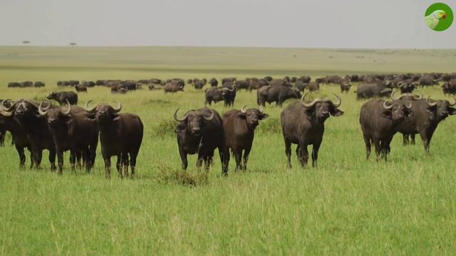 The Iconic Big Five Of South Africa - Wildlife Safari of African Savanna смотреть онлайн