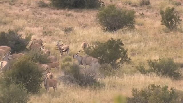 Omni Hunting Safaris Cape Eland Hunt смотреть онлайн