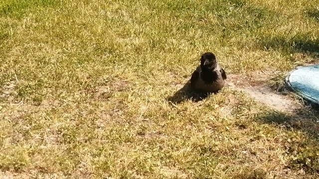 Ворона мать ест мясо, пока отец загорает \ Mother crow eats meat while dad sunbathes смотреть онлайн