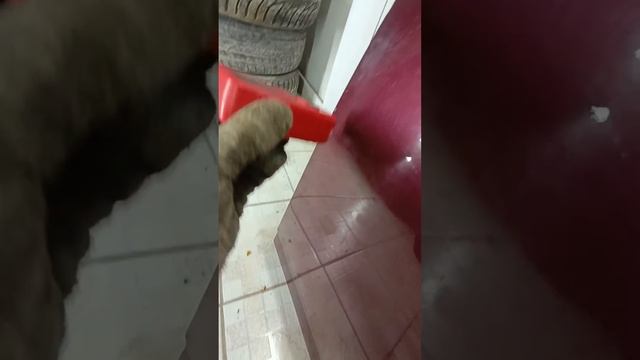 Здоровый Дом