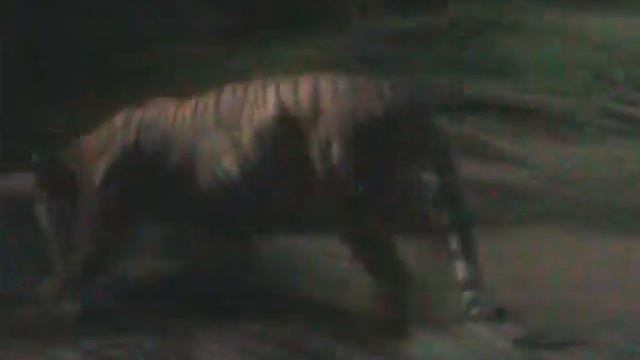 Singapore Night Safari - Tiger смотреть онлайн