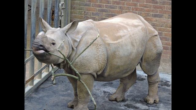 Ro zoo review's 2017 Zoo Trips - Ep.4 ZSL Whipsnade Zoo смотреть онлайн