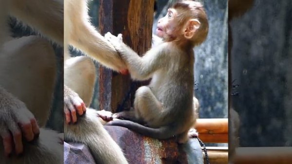 4 Unbelievable brave monkey Bonita chasing bite monkey luna by not scare everything Luna scared r