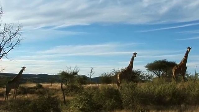 🇳🇦 NAMIBIA - Safari at Daan Viljoen Game Reserve, Windhoek смотреть онлайн