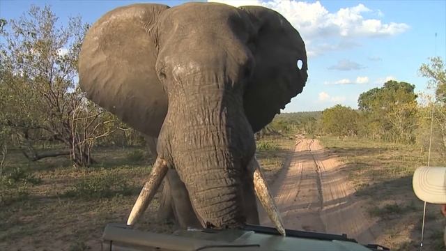 A small taste of Scott and his antics on safari! смотреть онлайн