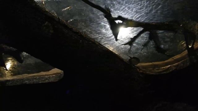 CuriousKurtTV goes to River Safari Singapore смотреть онлайн