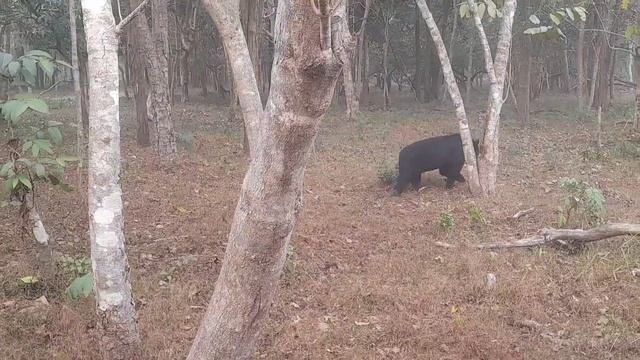 BENGAL SAFARI PARK | GRAND SAFARI | NORTH BENGAL EPISODE 8 смотреть онлайн