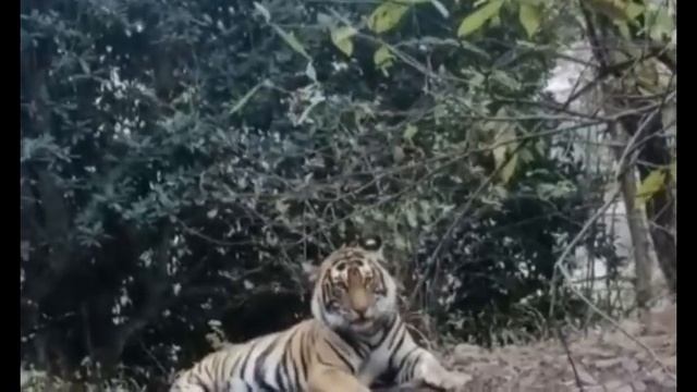 vig cat #vig #old # mel#tiger #religion #wild #animals # desert#viral #video #ranthambore #safari# смотреть онлайн