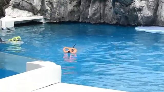 Dolphin show - അടിപൊളി ഡോൾഫിൻ ഷോ safari world Bangkok Thailand смотреть онлайн