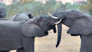 Box Of Toys Wild Zoo Animals Learn Zoo Animal Names Safari Toy For Kids