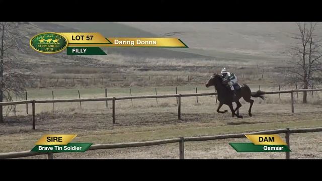 LOT 57 Daring Donna (Brave Tin Soldier - Qamsar) смотреть онлайн