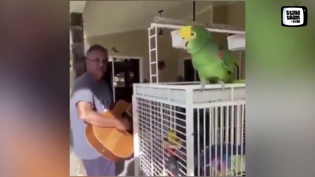Incredible- Man plays guitar while his parrot sings opera perfectly to it смотреть онлайн