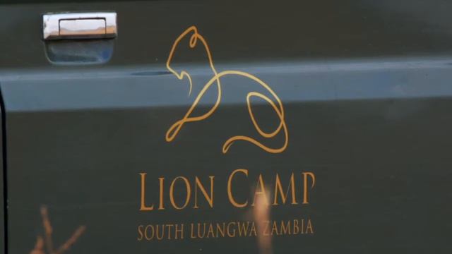 Lion Camp 2020 смотреть онлайн