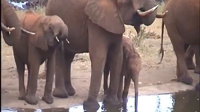Elephants drinking at Salt Lick Lodge, Taita hills, Kenya смотреть онлайн