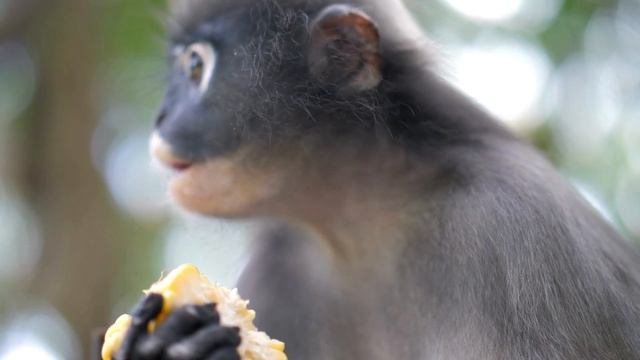 wild animals 4k 60fps-(full hd 4k) nature wild animals смотреть онлайн