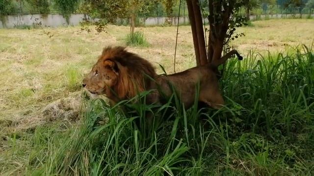 There are African Lions in Srilanka 🇱🇰 Ridiyagama Safari park Sam Livera смотреть онлайн