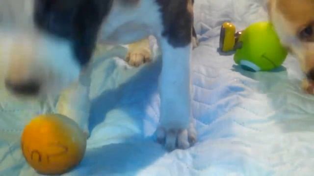 щенок амстаффа продается, питомник Ценный Приз