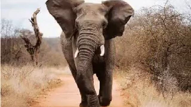 South African Safari