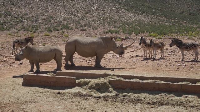 ANOTHER WEEK IN CAPE TOWN | Travel VLOG 2 | Safari Trip, Penguin Beach & more. смотреть онлайн