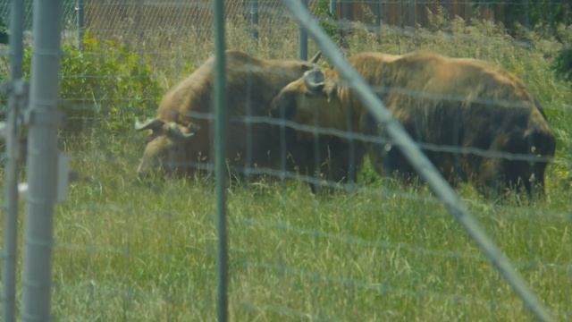 The best Lion Safari in all of Canada #tamilvlog смотреть онлайн