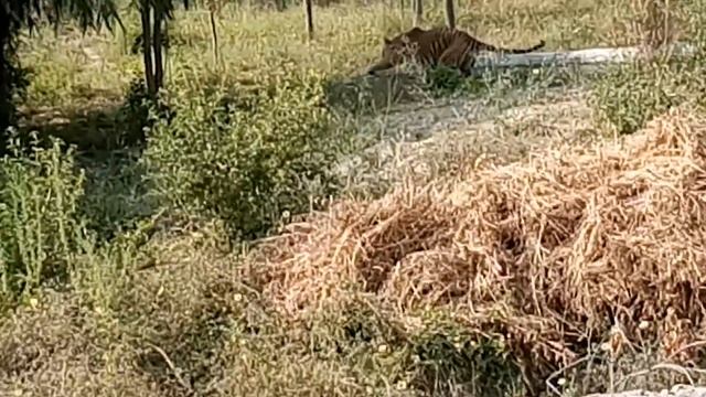 Sajjanghar park Udaipur ......tiger scene смотреть онлайн