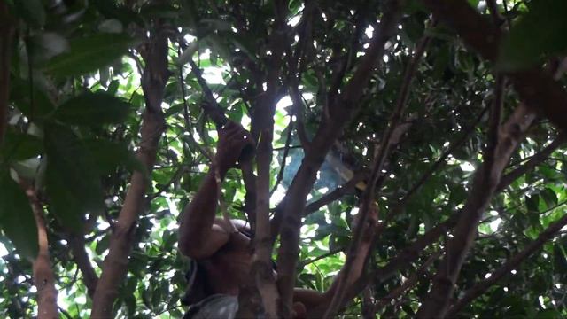 Brave Man Take Honey Bee смотреть онлайн