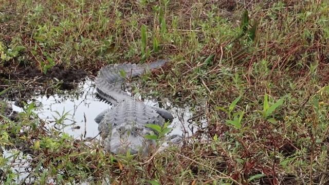 A Full Day At Wild Florida - Airboat Tour & Gator Park In Swamps / Drive Thru Safari Experience смотреть онлайн