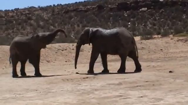 Two teenage elephants playing at Aquila Game Reserve смотреть онлайн