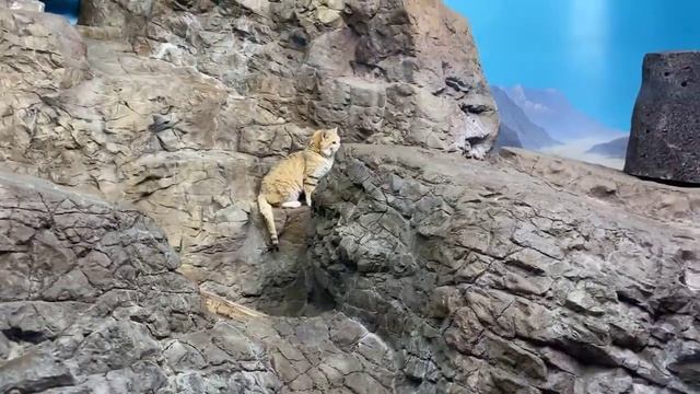 Home Safari – Sand Cat and Black Footed Cat – Cincinnati Zoo смотреть онлайн