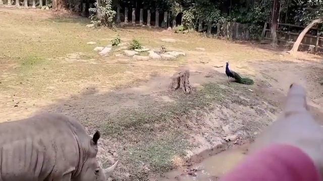 Discovering many animal species in Shenzhen Zoo смотреть онлайн