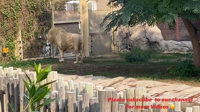 Dubai Safari Park Adventure… Lions … #dubaisafari #adventure #animals смотреть онлайн