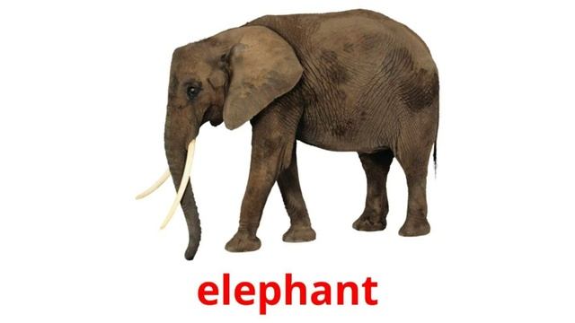 Wild Animals Talking Flashcards