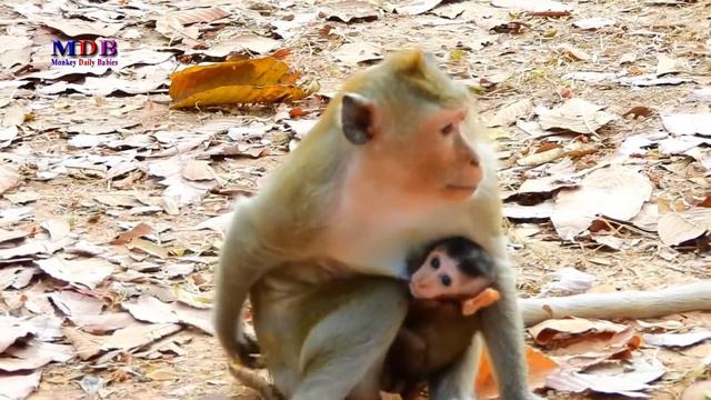 So Brave tiny brother Dustin fights against big brother David смотреть онлайн