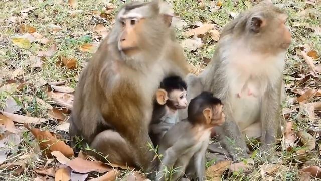 Warthogs Stir Up African Jungle! Poor Lion Became The Victim Of Mad Warthog's Crazy Game смотреть онлайн